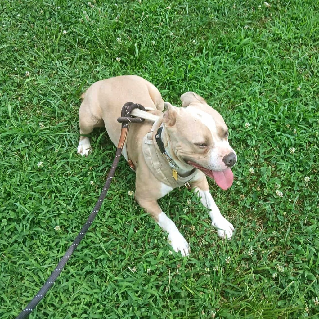 Little Miss Fancy