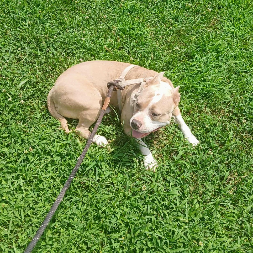 Little Miss Fancy