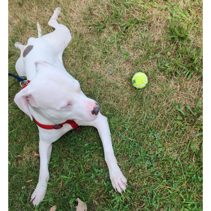 Mojo