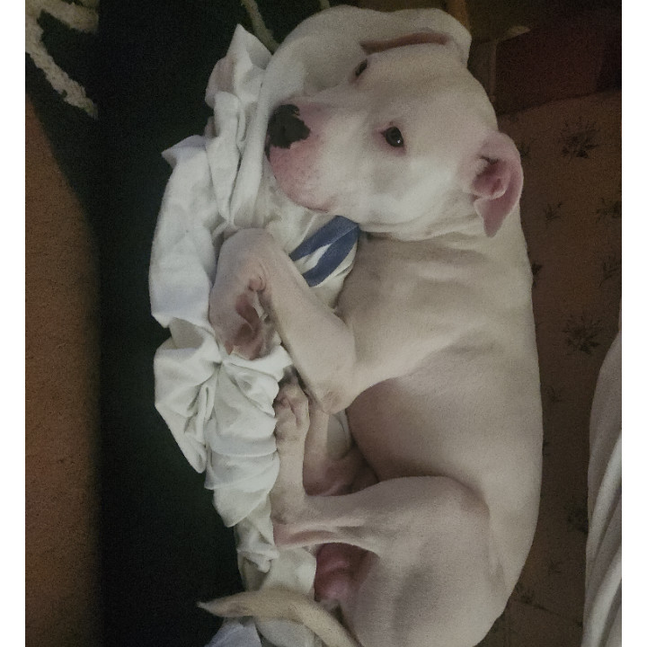Mojo