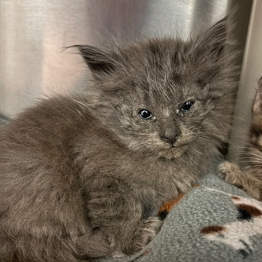 Burrito - Chill, but Playful! A Total Sweetheart! Good w/ Cats!
