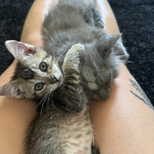 Burrito - Chill, but Playful! A Total Sweetheart! Good w/ Cats!