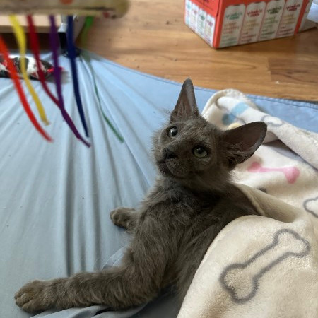 Burrito - Chill, but Playful! A Total Sweetheart! Good w/ Cats!
