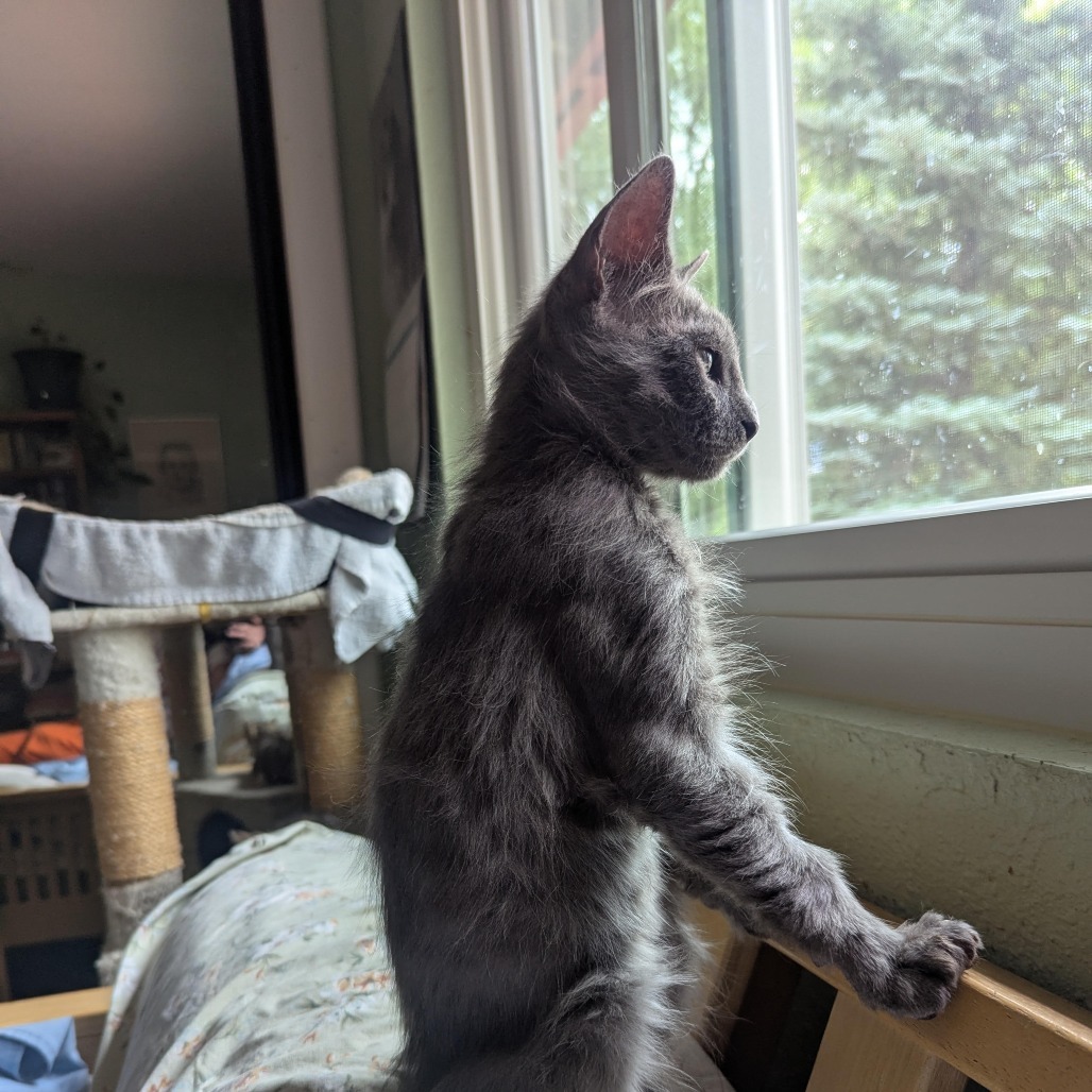 Burrito - Chill, but Playful! A Total Sweetheart! Good w/ Cats!