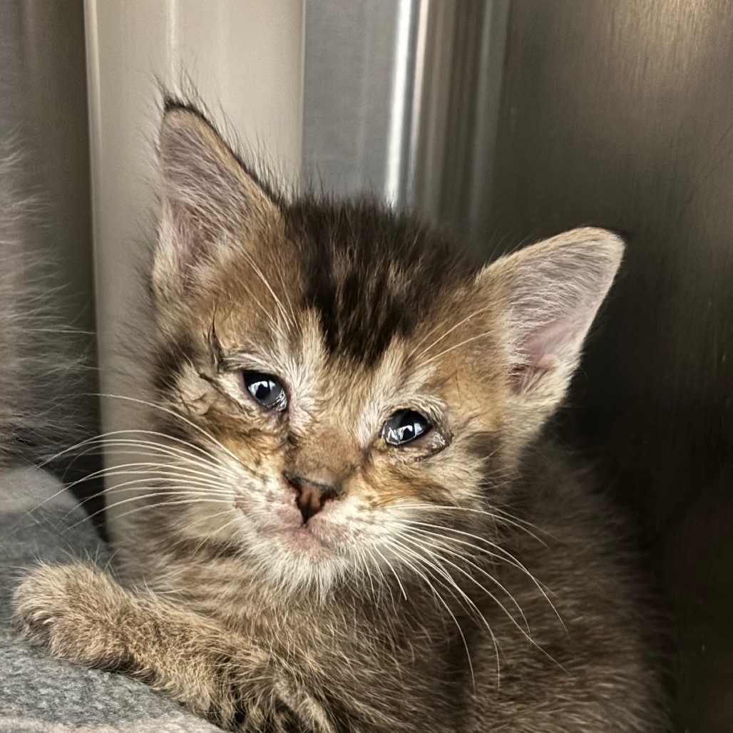 Bean - Playful, Fearless, Curious... but still Cuddly! Good w/ Cats!