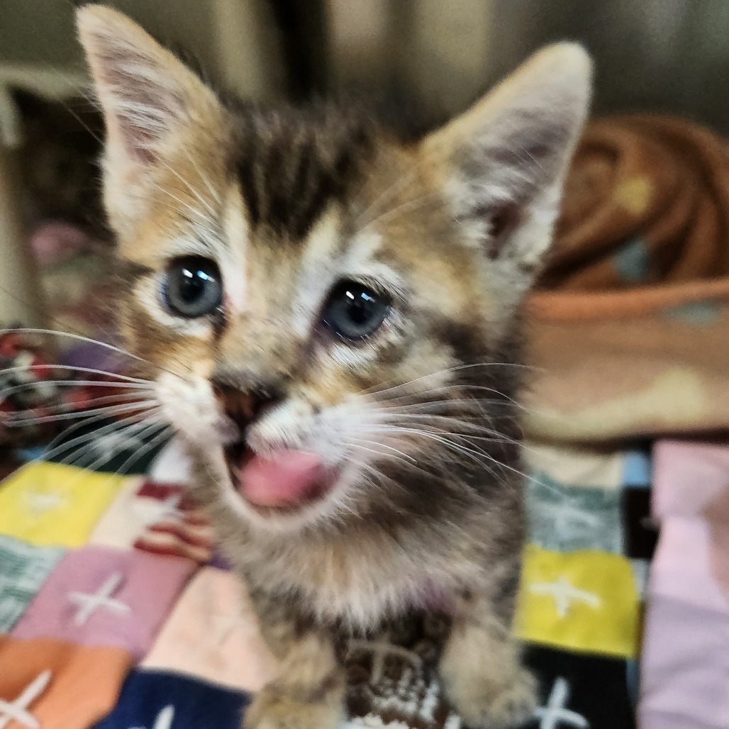 Bean - Playful, Fearless, Curious... but still Cuddly! Good w/ Cats!