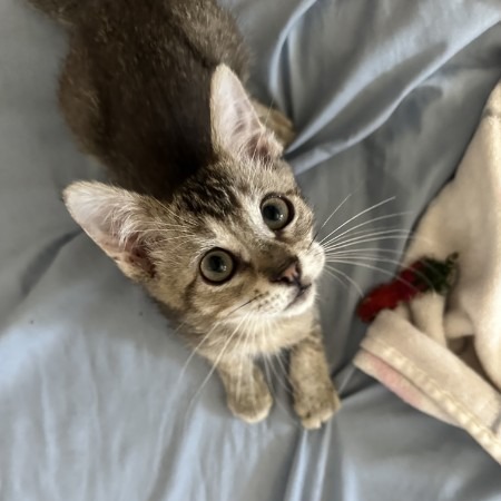 Bean - Playful, Fearless, Curious... but still Cuddly! Good w/ Cats!