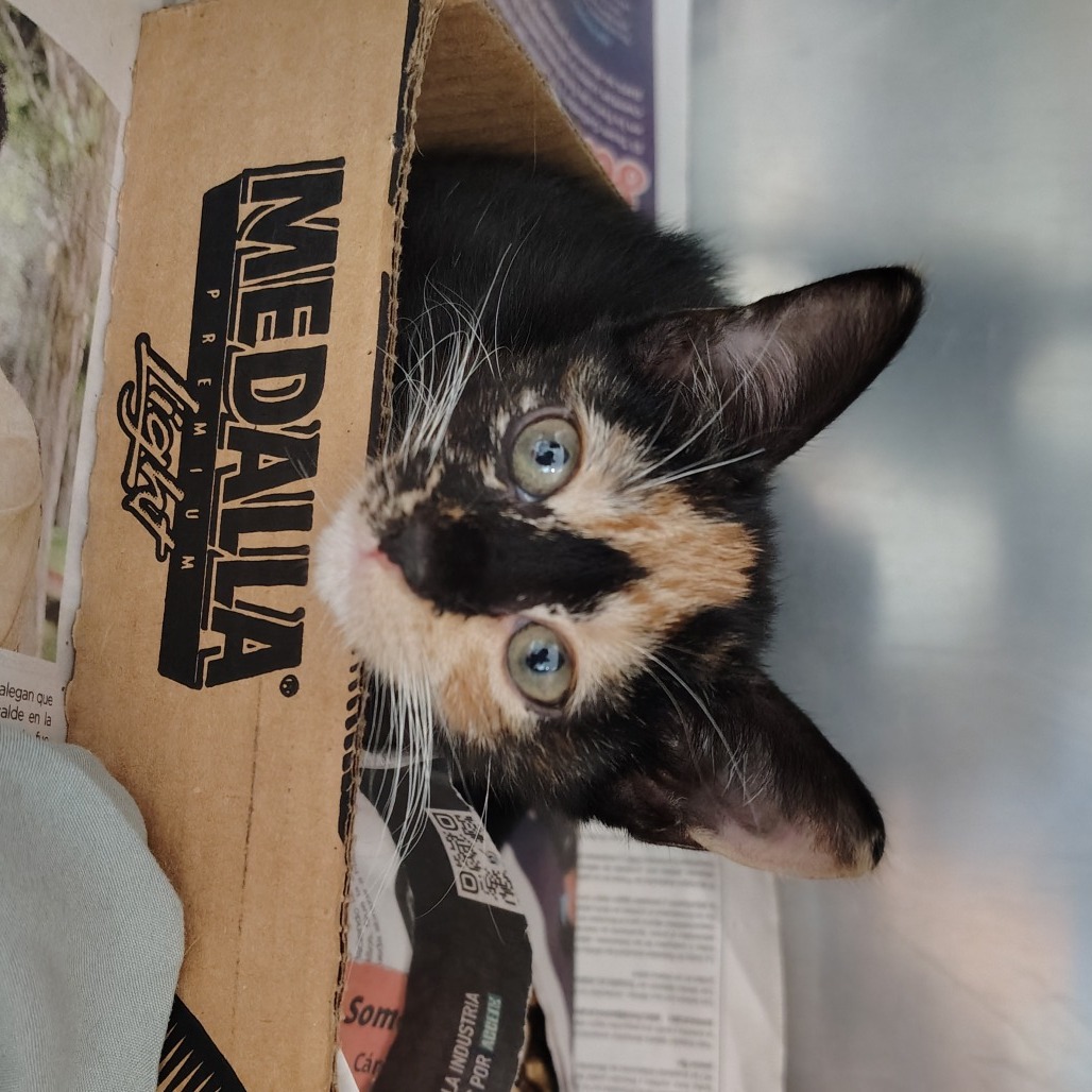 Paprika, an adoptable Domestic Short Hair in Vieques, PR, 00765 | Photo Image 1
