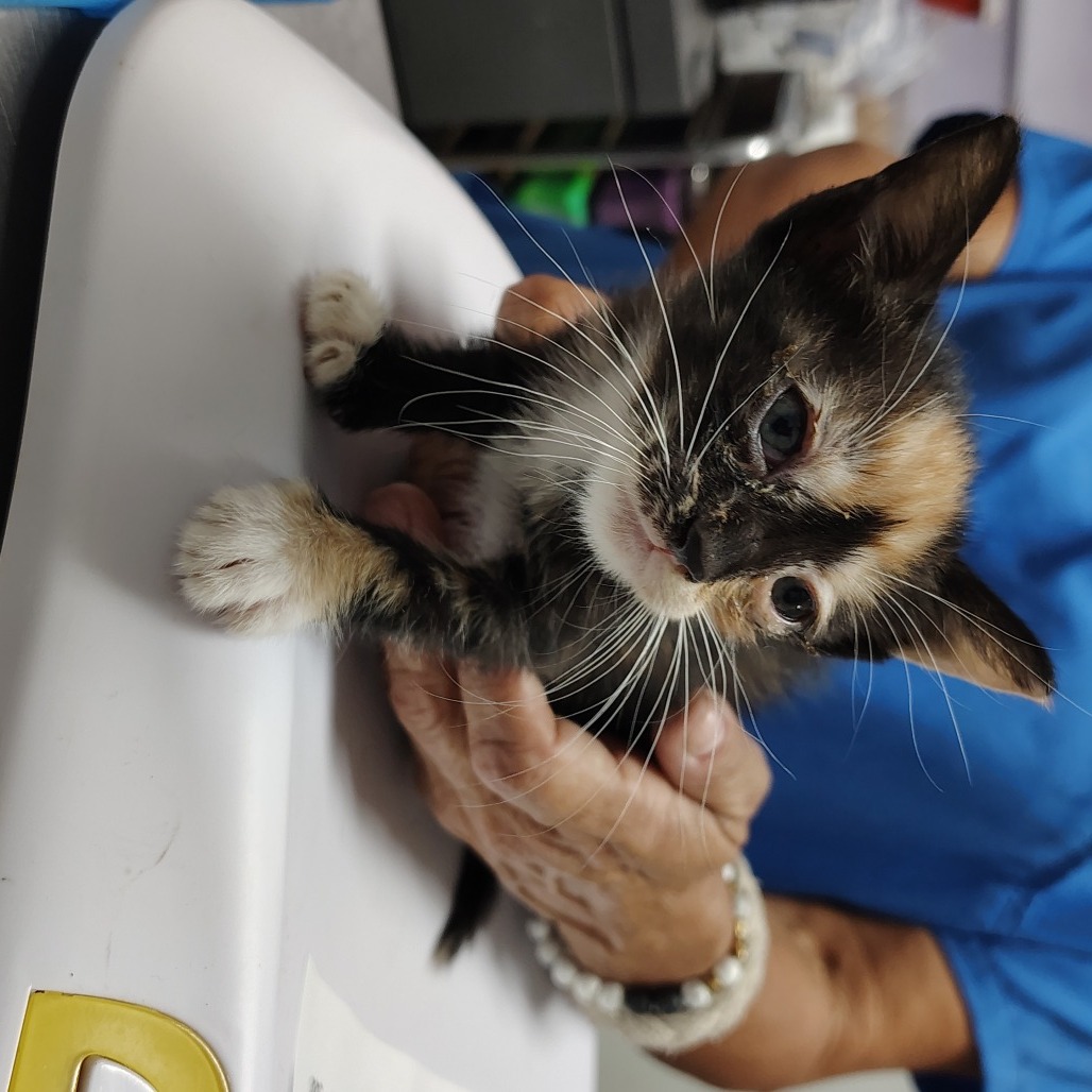 Paprika, an adoptable Domestic Short Hair in Vieques, PR, 00765 | Photo Image 2