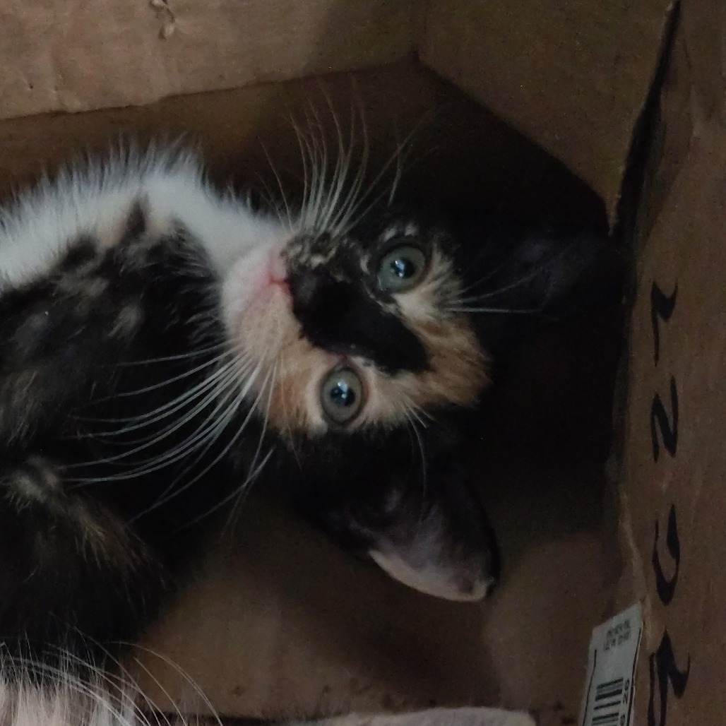 Paprika, an adoptable Domestic Short Hair in Vieques, PR, 00765 | Photo Image 3