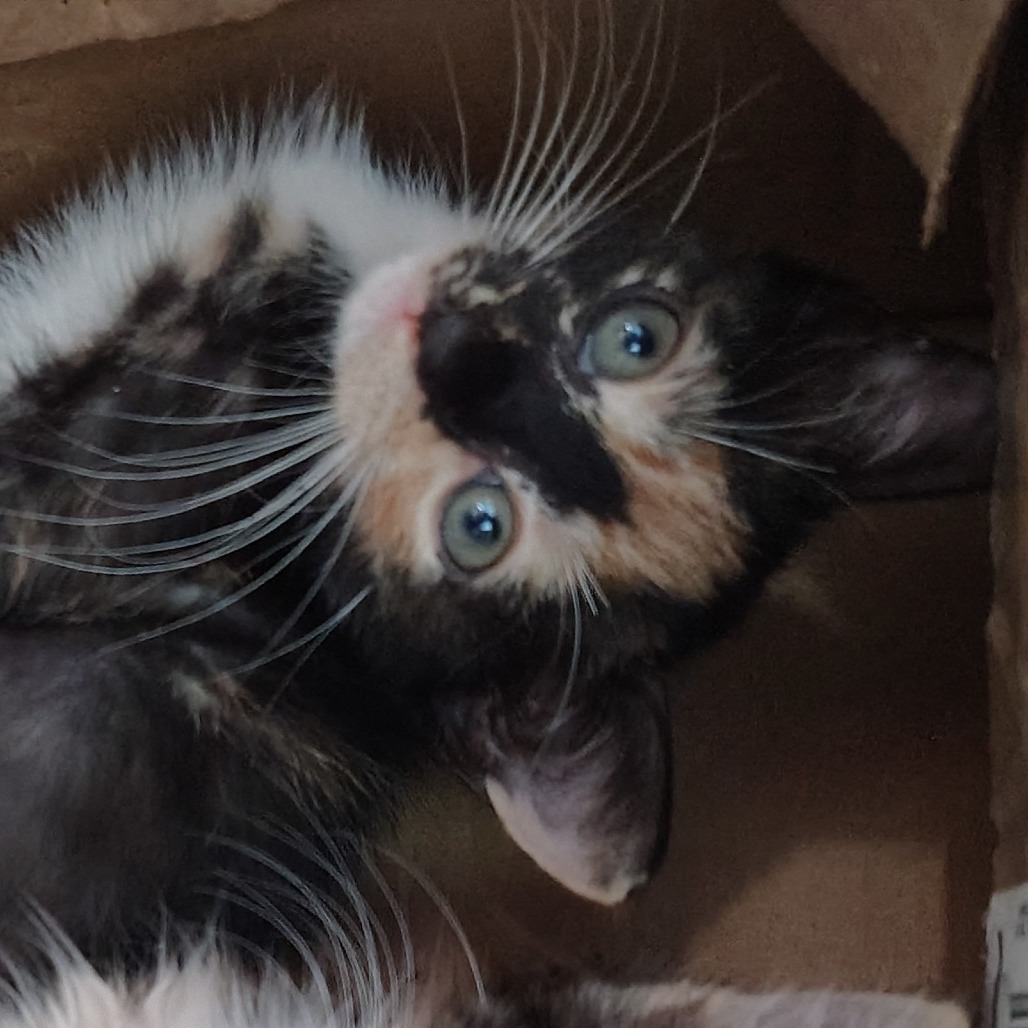 Paprika, an adoptable Domestic Short Hair in Vieques, PR, 00765 | Photo Image 4