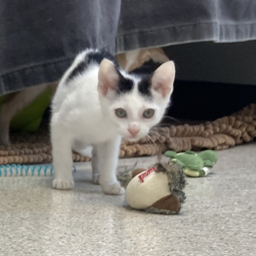 Mew