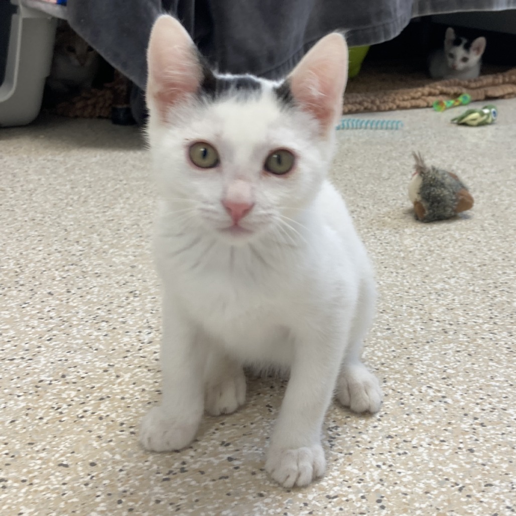Skitty