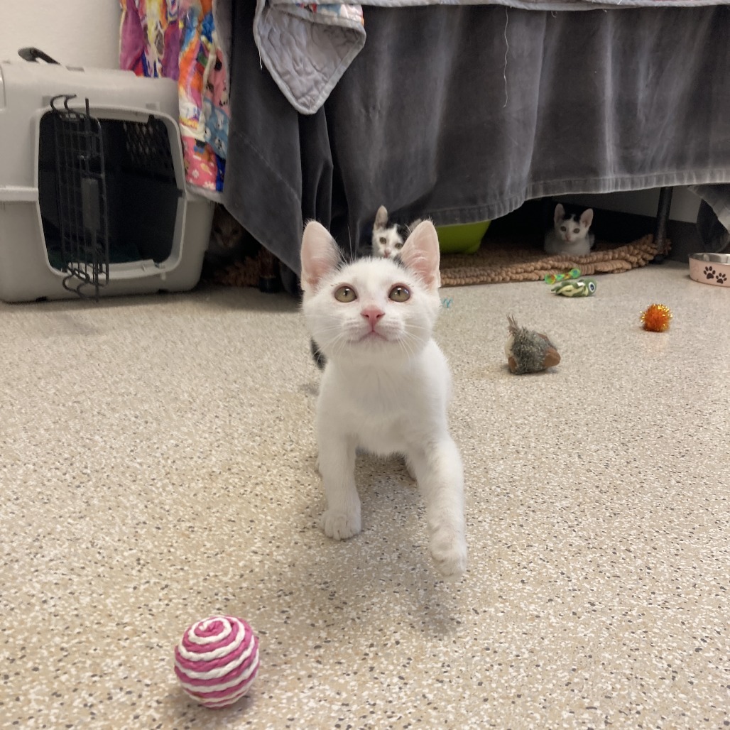 Skitty