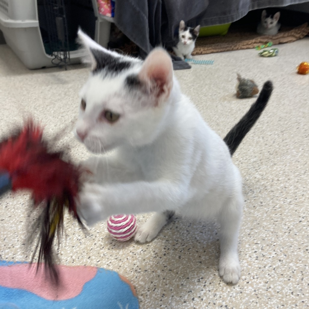 Skitty