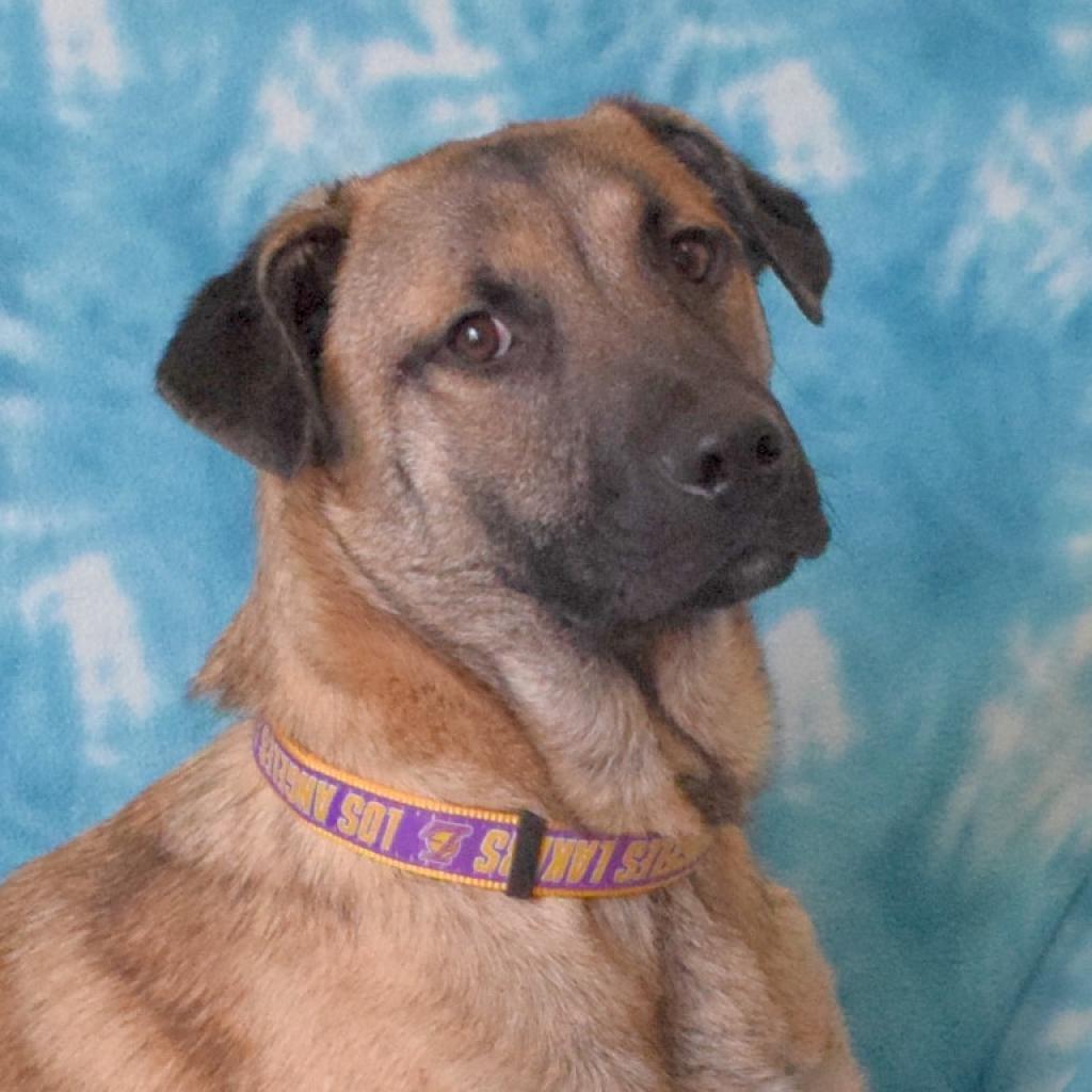 Graham, an adoptable Anatolian Shepherd in Eureka, CA, 95503 | Photo Image 1