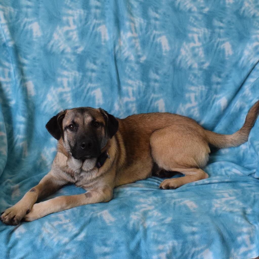 Graham, an adoptable Anatolian Shepherd in Eureka, CA, 95503 | Photo Image 2