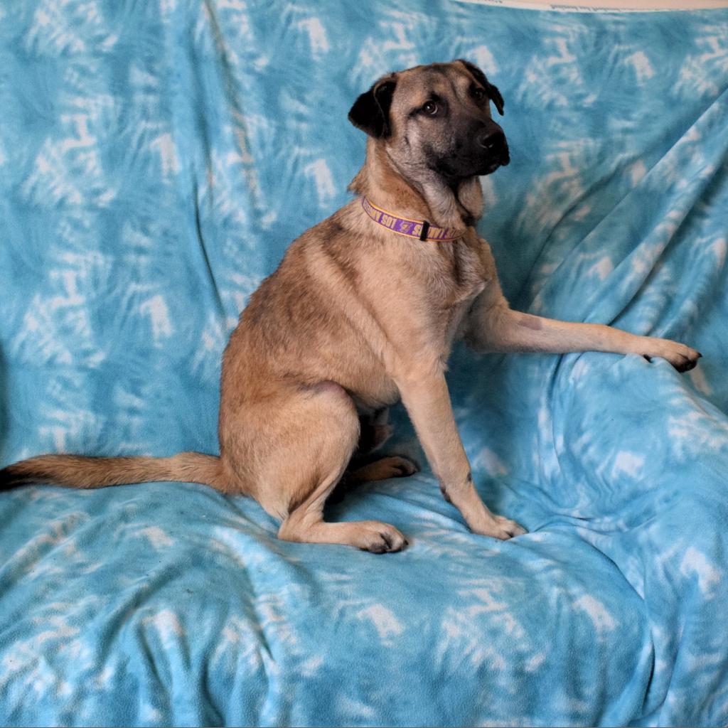 Graham, an adoptable Anatolian Shepherd in Eureka, CA, 95503 | Photo Image 3