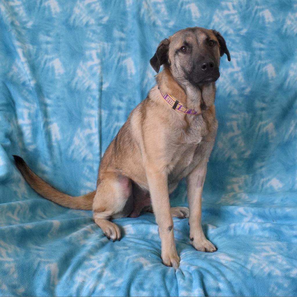 Graham, an adoptable Anatolian Shepherd in Eureka, CA, 95503 | Photo Image 4