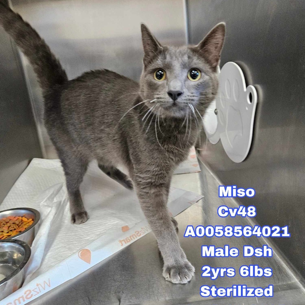 Miso