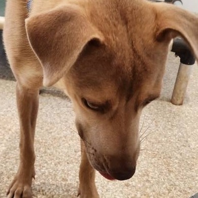 Bruno