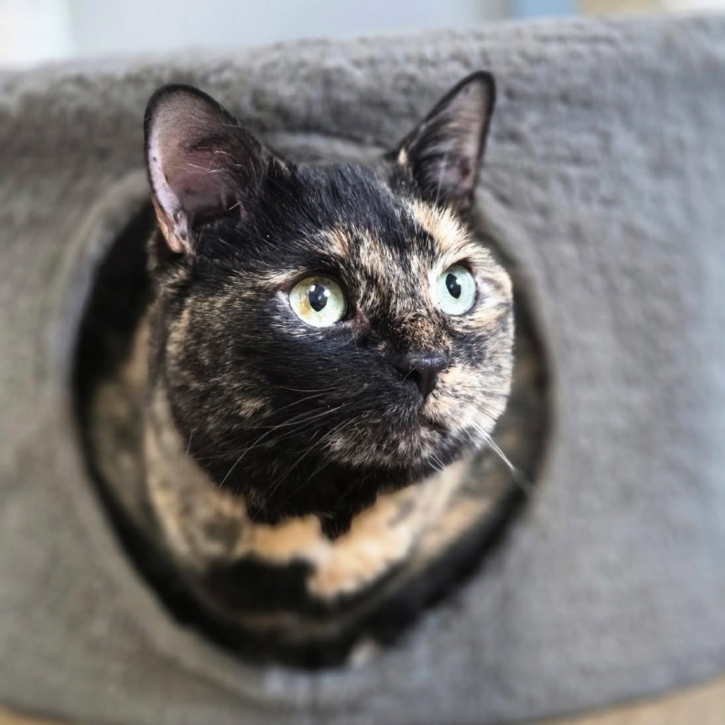 Ember