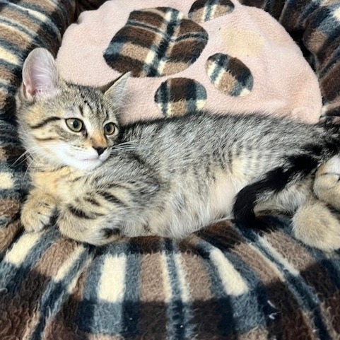 Baxter