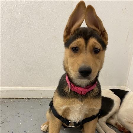 Skippy, an adoptable Siberian Husky, Mixed Breed in Mount Shasta, CA, 96067 | Photo Image 1