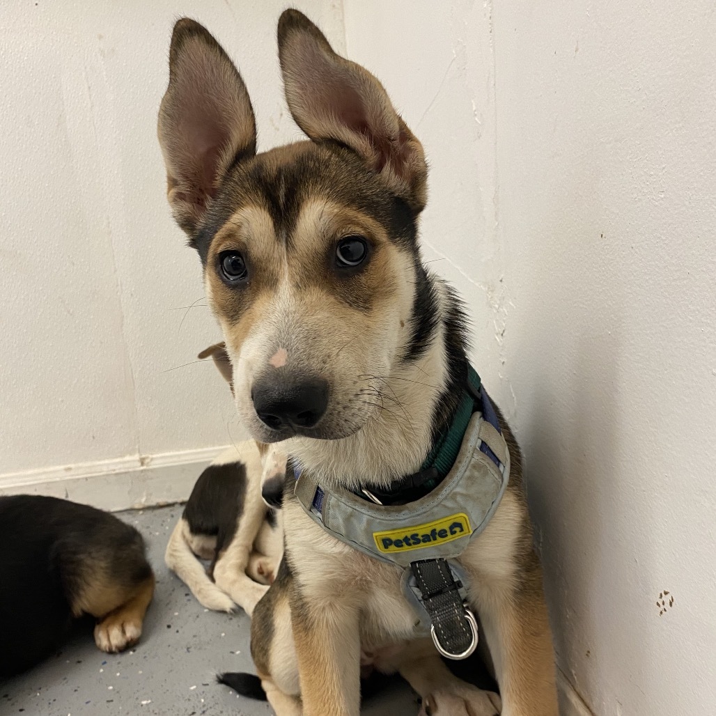Rockette, an adoptable Siberian Husky, Mixed Breed in Mount Shasta, CA, 96067 | Photo Image 1