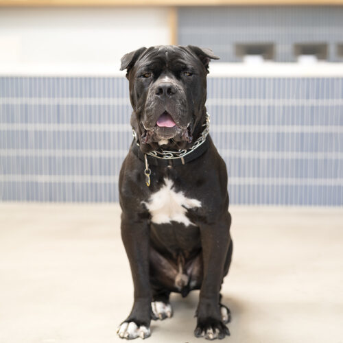 Baby, an adoptable Bullmastiff in Valley Village, CA, 91607 | Photo Image 1