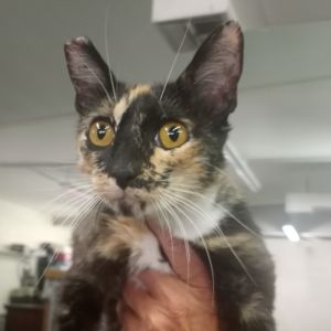 Winny, Adult Female unknown