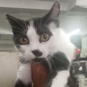 Kit, Adult Female unknown