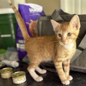 Peach Domestic Short Hair Cat