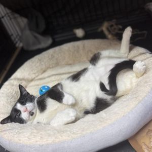 Scrambler Domestic Short Hair Cat