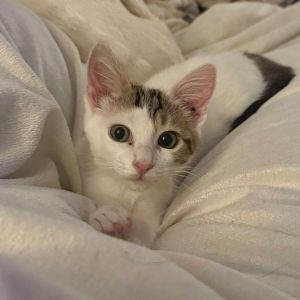 Penelope Domestic Short Hair Cat