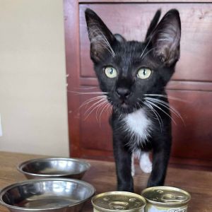 Blackberry Domestic Short Hair Cat