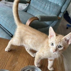 Mango Domestic Short Hair Cat