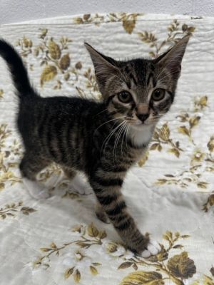 VINCENT, Baby Male unknown