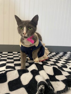 KATYA, Adult Female unknown