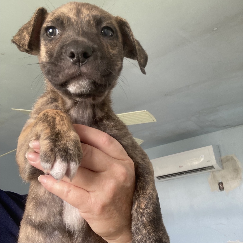 pup 4 5497 Shy Guy