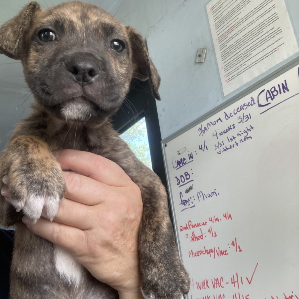 pup 4 5497 Shy Guy