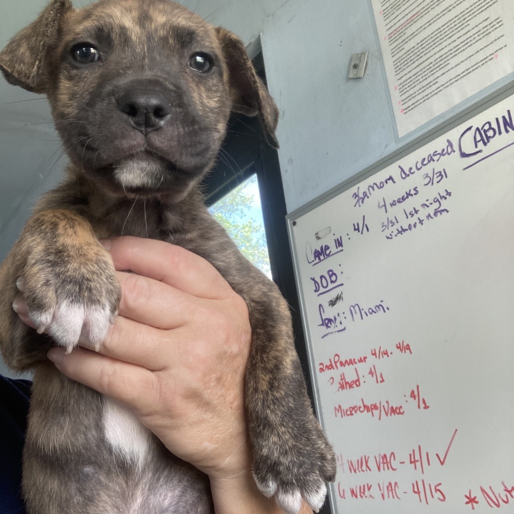 pup 4 5497 Shy Guy
