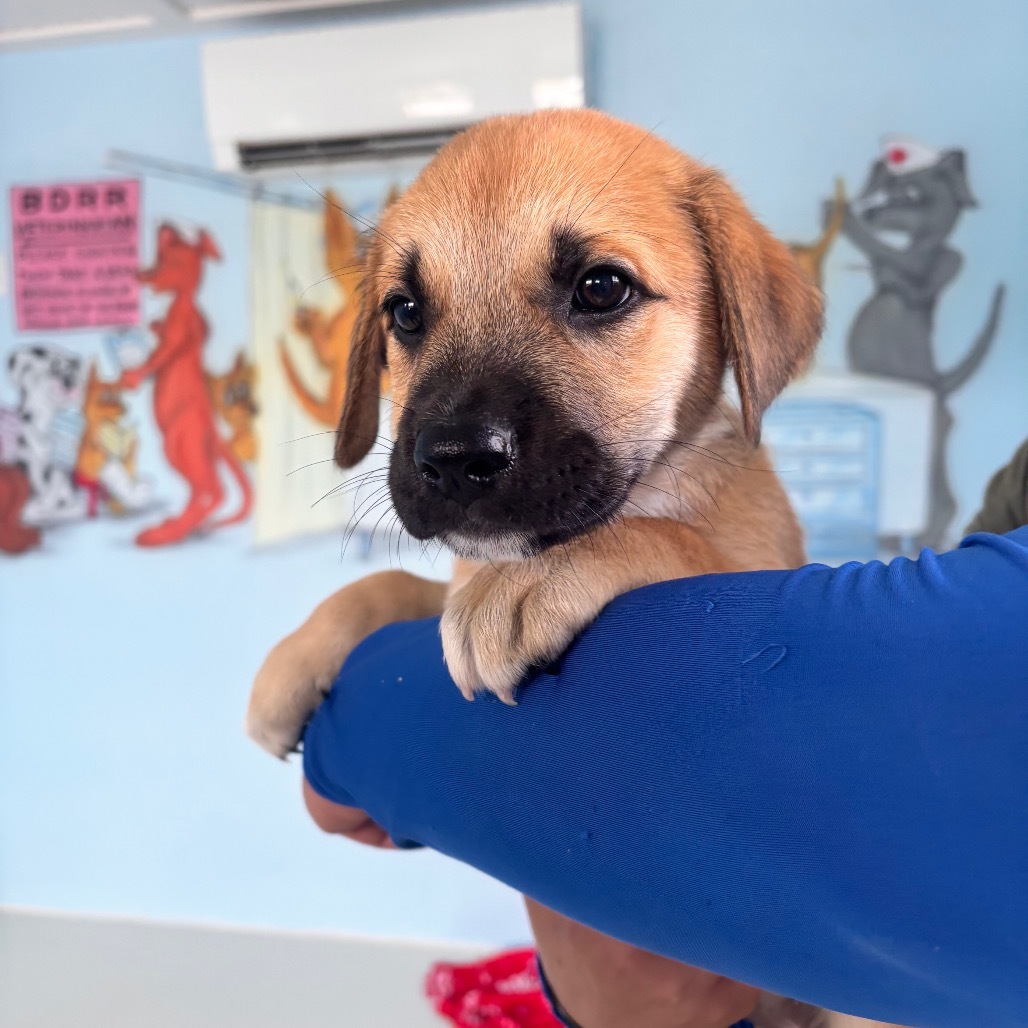 Pup 6