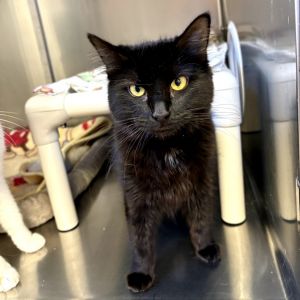 Molly Domestic Short Hair Cat