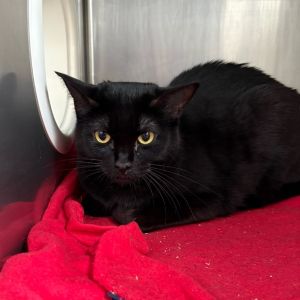 Nyra Domestic Short Hair Cat