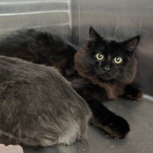 Milton Domestic Long Hair Cat