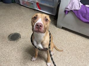 Ghost Mixed Breed Dog