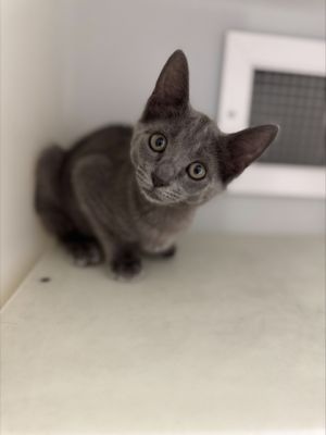 Deviled Eggs 1031-25 Domestic Short Hair Cat