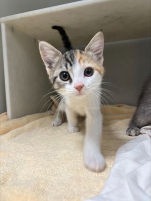 Baked Beans 765-25 Domestic Short Hair Cat