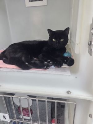 Hamburger 964-25 Domestic Short Hair Cat